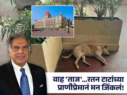 ratan tata passed away the man who helped stray dog to sleeps peacefully inside Taj Mahal Hotel in Mumbai | 'ताज' बाहेरचे 'ते' कुत्रे आज पुन्हा पोरके झाले...टाटांनी मिळवून दिली होती हक्काची जागा!