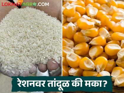 Will I get rice or maize on ration? Which card holders will get how much grain? | रेशनवर नक्की तांदूळ मिळणार की मका? कोणत्या कार्डधारकांना मिळणार किती धान्य? Will I get rice or maize on ration? Which card holders will get how much grain? | रेशनवर नक्की तांदूळ मिळणार की मका? कोणत्या कार्डधारकांना मिळणार किती धान्य?