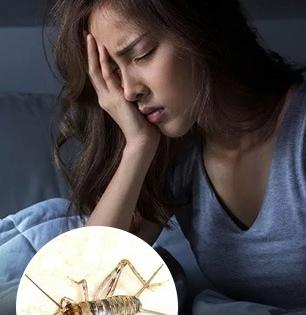 रातकिड्यांच्या किर्र.किर्र आवाजानं झोपचं खोबरं होतं? ‘हा’ उपाय करा, झोप लागेल शांत रोज