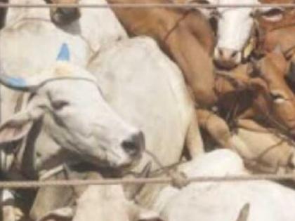 Two people from Kolhapur arrested for transporting animals, Ratnagiri Rural Police took action | जनावरांची वाहतूक करणारे कोल्हापुरातील दोघे ताब्यात, रत्नागिरी ग्रामीण पोलिसांनी केली कारवाई Two people from Kolhapur arrested for transporting animals, Ratnagiri Rural Police took action | जनावरांची वाहतूक करणारे कोल्हापुरातील दोघे ताब्यात, रत्नागिरी ग्रामीण पोलिसांनी केली कारवाई