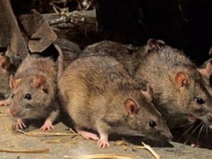 Scrub Typhus spread by rats: The Veterinary Expert oppinion | उंदरांमुळे पसरतोय स्क्रब टायफस : पशुवैद्यकीय तज्ज्ञाचे मत