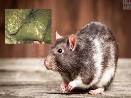 Kerala Rat New : What really happened to the rats..? After stealing the necklace, now rats is eaten ganja | Kerala Rat New :उंदरांना नेमकं झालंय तरी काय..? नेकलेस चोरीनंतर आता गांजा गडप केला