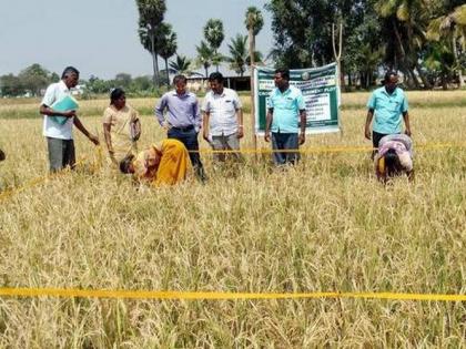 Records of Crop Harvesting Experiments via Mobile App! | पीक कापणी प्रयोगातील नोंदी ‘मोबाइल अ‍ॅप’द्वारे!