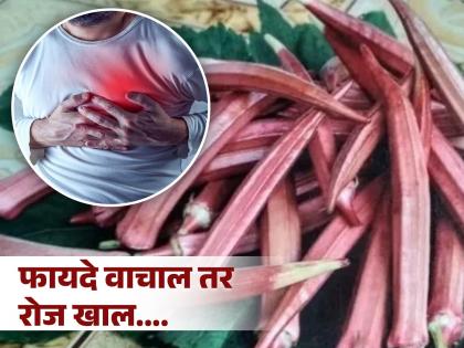 benefits of eating red lady finger best for health also beneficial for heart disease and diabetes says experts | तुम्हालाही माहीत नसतील लाल भेंडीचे जबरदस्त फायदे; ह्रदयरोग, डायबिटीसवर ठरते रामबाण उपाय