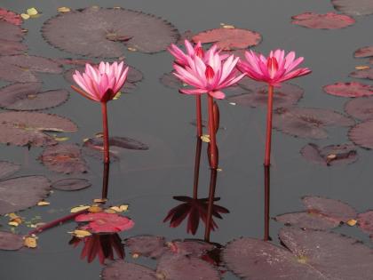 Went to pick lotus and lost his life; Rickshaw driver dies after drowning in mine water in Waraj | कमळ काढायला गेले अन् जीव गमावून बसले; वारजेत खाणीच्या पाण्यात बुडून रिक्षाचालकाचा मृत्यू Went to pick lotus and lost his life; Rickshaw driver dies after drowning in mine water in Waraj | कमळ काढायला गेले अन् जीव गमावून बसले; वारजेत खाणीच्या पाण्यात बुडून रिक्षाचालकाचा मृत्यू