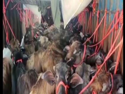 Rescue of 50 buffalo from container on national highway | राष्ट्रीय महामार्गावर कंटेनरमधून ५० रेड्यांची सुटका