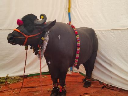 Gajendra Reda birthday, weighing one and a half ton, was celebrated at Islampur in Sangli, Discussion everywhere | हलक्यात नाय... दीड टन वजनाच्या गजेंद्र रेड्याचा बर्थ डे हाय; वाढदिवसाची जोरदार चर्चा