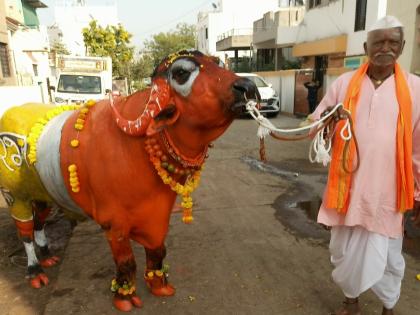 Sagar in Chalisgaon jalgaon city | चाळीसगाव शहरात रेड्यांचा 'सगर'