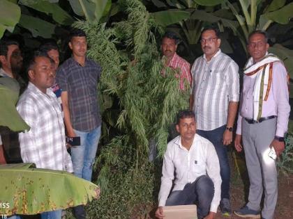 Two quintals of 53 kg of ganja seized from the farm of former G.P. member | माजी जि.प.सदस्याच्या शेतातून दोन क्विंटल ५३ किलो गांजा जप्त