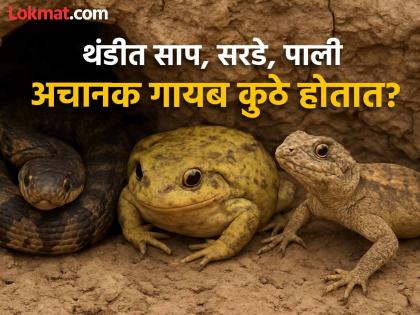 थंडीला सुरूवात होताच अचानक कुठे गायब होतात साप आणि पाली? पाहा असतं नेमकं कारण...