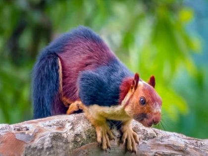 indian giant squirrel maharashtras shekru in delhi republic day parade delhi 2022 | Delhi Republic Day parade: महाराष्ट्राचे ‘शेकरू’ यंदा राजपथावर ऐटीत झेपावणार !