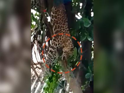 leopard strayed in Guwahati successfully rescued by forest department | Viral Video: बिबट्याला वाचवण्यासाठी लावली प्राणांची बाजी, थेट बिबट्याजवळच गेला तरुण