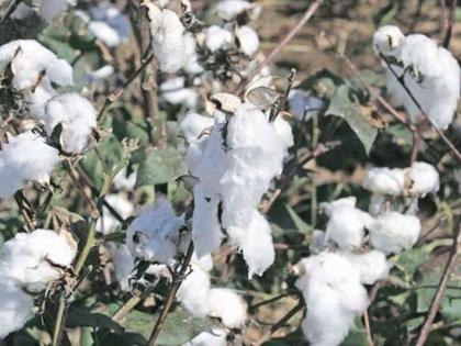 Research on climate-friendly cotton! | हवामानाला अनुकूल कापसावर संशोधन!