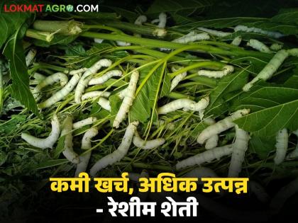 Latest News Reshhim sheti sericulture provides high yields at low cost see details | एकदा लागवड करायची, 15 वर्षे नुसतं उत्पन्न घ्यायचं, कमी खर्चात अधिक उत्पन्न देणारी रेशीम शेती Latest News Reshhim sheti sericulture provides high yields at low cost see details | एकदा लागवड करायची, 15 वर्षे नुसतं उत्पन्न घ्यायचं, कमी खर्चात अधिक उत्पन्न देणारी रेशीम शेती