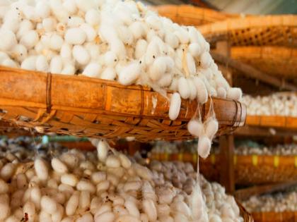 pune news baramati silkworm colony turnover crosses Rs 3.45 crore in four months | बारामतीत रेशीम कोषाची चार महिन्यांत ३ कोटी ४५ लाखांवर उलाढाल pune news baramati silkworm colony turnover crosses Rs 3.45 crore in four months | बारामतीत रेशीम कोषाची चार महिन्यांत ३ कोटी ४५ लाखांवर उलाढाल