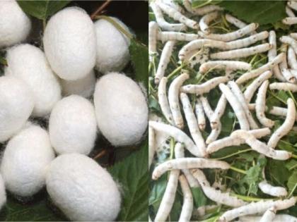 Sericulture Farming : यंदा रेशीम शेतीला मिळाली गती ; शेतात बहरली तुती !