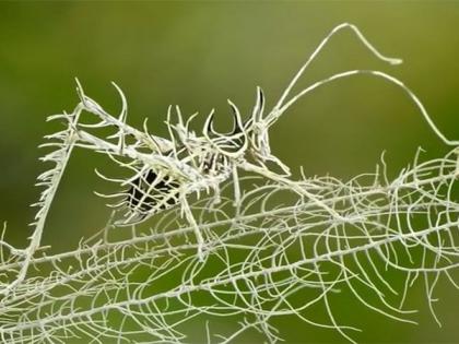 Video : Mysterious insects video goes viral people says nature is amazing api | उभ्या आयुष्यात तुम्ही असा जीव पाहिला नसेल, व्हिडीओ पाहून लोक झाले हैराण कारण...