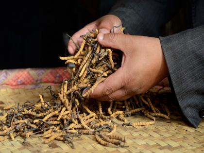 लैंगिक क्षमता वाढवणारी एक अशी जडीबुटी, जी 10 लाख रूपये किलो किंमतीत विकली जाते!
