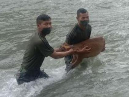 Indian Army jawans save pregnant deer from drowning in Arunachal Pradesh | कडक सल्यूट! जेव्हा एका गर्भवती हरीणाला वाचवण्यासाठी जवानाने घेतली वाहत्या नदीत उडी...