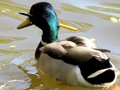 Duck with an arrow rescued three months after being shot by crossbow | बदकाच्या डोक्यात घुसला होता बाण, तब्बल तीन महिन्यांनी 'असा' काढला!