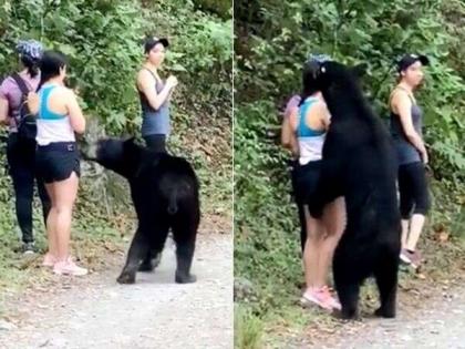 Wild black bear approaches group of girls sniffs their hair and even poses for selfie video viral | Viral Video : जंगलात फिरत होत्या तीन तरूणी, अचानक त्यांच्याजवळ आलं अस्वल आणि....