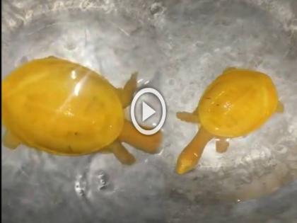 Watch viral video of yellow tortoise have you seen before | Viral Video : पिवळ्या रंगाच्या दुर्मिळ कासवाचा व्हिडीओ व्हायरल, तुम्ही कधी पाहिला का?