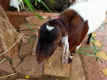 Most expensive goat costs Rs.1.5 lakh in sangli | बाबो! 'या' बकऱ्याच्या डोक्यावर आहे चंद्राची कोर, किंमत वाचून व्हाल हैराण...