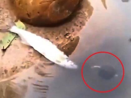 Viral Video : Turtle saves his fish friend, Tweepal splits | Viral Video : छोट्या कासवाने 'असा' वाचवला माश्याचा जीव, इंटरनेटवर बनला 'हिरो'