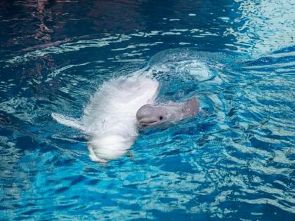 Viral video of beluga whale giving bairth to baby calf | VIDEO : पहिल्यांदाच आई झाली Beluga Whale, जन्मताच पिल्लाने केलं सर्वांना अवाक्!