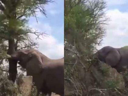 Watch viral video of elephant shows his strength | बाप रे बाप! ३८ सेकंदात हत्तीने खाली पाडलं अख्खं झाड, व्हिडीओ पाहून म्हणाल - ये है असली पॉवर....