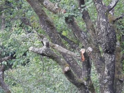 Can you find the bird in this picture | शोधाशोध! 'या' फोटोत लपलेला पक्षी शोधून शोधून लोक थकलेत, बघा तुम्हाला तरी दिसतो?