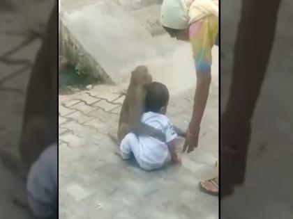 Monkey caught the child sitting in the ground video goes viral | VIDEO : जमिनीवर बसलेल्या चिमुकल्याला माकडाने घेतलं कुशीत, आई घ्यायला गेली तर करू लागला असं काही....