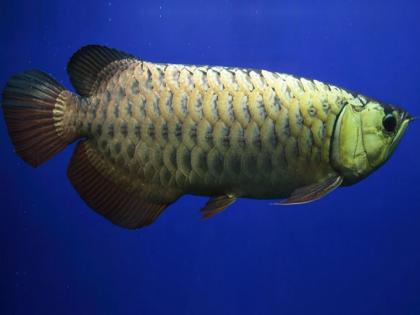 Why Only one Arowana fish is sold for so many crores know the reason | हा एक मासा कोट्यावधी रूपयांना विकला जातो, जाणून घ्या कारण...