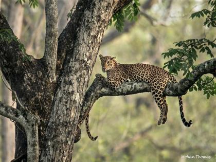 Photographer shares snap of camouflaged leopard cub, leaves netizens stunned | जबरदस्त! बिबट्या एक शेपट्या दोन; दुसरा बिबट्या शोधून शोधून दमलेत लोक, बघा तुम्हीही ट्राय करा!