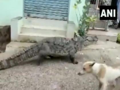 See the dog's attitude, there crocodile and he is walking sideways without any fear | बघातर कुत्र्याचा अ‍ॅटीट्युड, बाजूला मगर तरी पठ्ठ्या बिनधास्त चालतोय