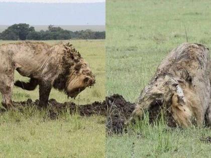 Lion have been digging for seven hours to uncover warthog hiding in the ground video goes viral | VIDEO : ७ तासांपासून डुकराच्या शिकारीसाठी खड्डा खोदत होता सिंह आणि मग झालं असं काही...