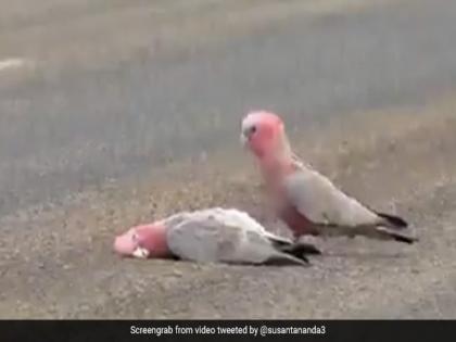 Viral Video : Bird grieving at the death of partner gave farewell like this watch heartbreaking viral | VIDEO : पक्ष्याने जोडीदाराच्या मृत्यूनंतर असा दिला अखेरचा निरोप, व्हिडीओ पाहून डोळे पाणावतील