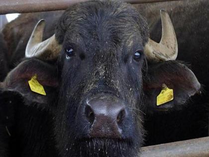 What a thing! Buffalo kills criminal owner, stockpiles 35,000 worth of illicit liquor | क्या बात! म्हशींमुळे झाली गुन्हेगार मालकाची पोलखोल, साठवली होती ३५ हजाराची बेकायदेशीर दारु