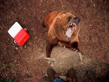 Woman dragged out of tent killed by grizzly bear in Montana | धक्कादायक! कॅम्पमध्ये झोपलेल्या महिलेला टेंटमधून ओढत जंगलात घेऊन गेलं अस्वल आणि मग...