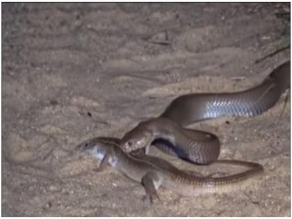 Battle between king cobra and lizard see what happens next | VIDEO : किंग कोब्रा आणि घोरपडीची खतरनाक फाईट, बघा कोण जिंकलं कुणाची झाली हवा टाईट