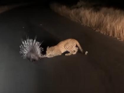 Leopard and porcupine rare interaction video goes viral on social media | VIDEO : शिकार करायला आला होता बिबट्या, साळिंदराने शिकवला असा धडा!