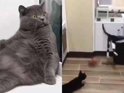 Arrrr, dangerous! You will laugh for an hour watching a 4 second cat fight for a piece of food | आरंर, खतरनाक! अन्नाच्या तुकड्यासाठी ४ सेकंदाची कॅट फाईट बघुन तुम्ही तासभर हसाल