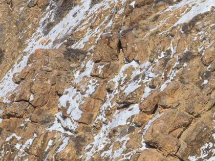 can you spot the snow leopard in this viral photo shared by ifs officer | ढूंढते रह जाओगे! या फोटोतील बिबट्या शोधून शोधून थकले लोक, बघा तुम्हाला जमतंय का!