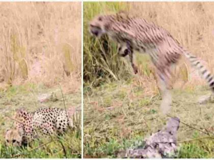 You will be amazed to see the vibration of leopard and crocodile | बिबट्या अन् मगरीचा थरार पाहुन तुमचाही होईल थरकाप, बिबट्या पित होता पाणी अन् आली मगर, मग...