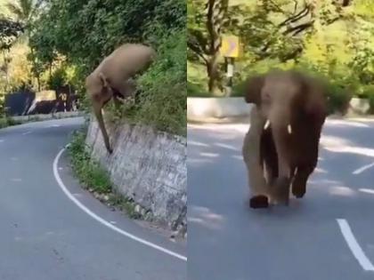 He was taking video of elephant, animal got angry and ran behind him | रमत गमत काढत होता हत्तीचा व्हिडिओ, हत्तीने अशी काही पाठ धरली की पळता भुई थोडी झाली