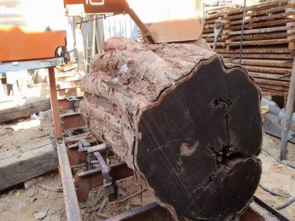 African blackwood is the world most expensive wood know the price | बाप रे बाप! हे आहे जगातलं सर्वात महागडं लाकूड, एक किलोच्या किंमतीत घेऊ शकाल लक्झरी कार