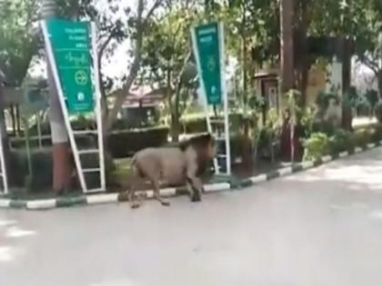 Lion roaming on road in Gujrat Sasan Gir Devaliya park, entering in the park, video goes viral | जंगलातला सिंह निघाला शहरात पर्यटनाला, व्हिडिओ बघुन लोक बोलले...अरे हा तर बब्बर शेर!