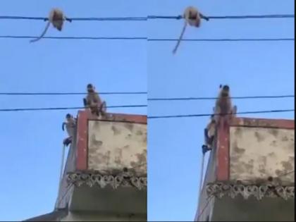 mother monkey saved her child from dangerous electric wire, emotional video goes viral | माकडीणीच्या पिल्लाची ही गोष्ट पाहुन तुमचं मन हेलावेल, शेवटी आई ती आई असते!