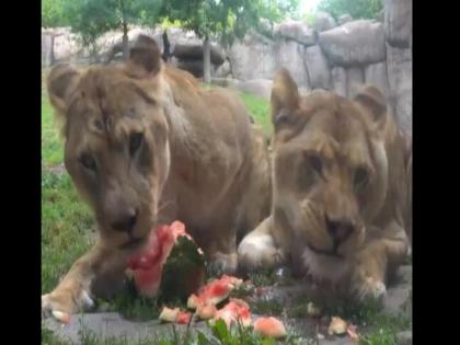 lions are eating watermelon video goes viral | शिकार सोडून कलिंगडावर ताव मारतायत सिंह, व्हिडिओ पाहुन म्हणाल...हे तर काही तरी भलतंच!