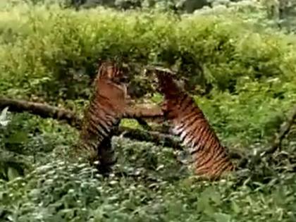 two tigers fighting in nagarhole national park, video goes viral | एकमेकांना भिडले दोन वाघ, डरकाळ्या दुमदुमल्या जंगलात, व्हिडिओ पाहुन तुमचा होईल थरकाप